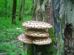 Attēlu rezultāti vaicājumam “Polyporus squamosus”