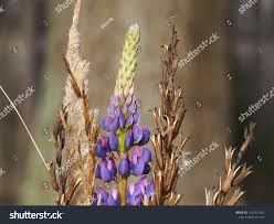 Attēlu rezultāti vaicājumam “Carex dioica male flower”