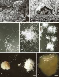 Attēlu rezultāti vaicājumam “Melampsoridium sp.”