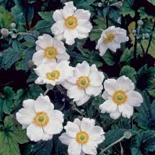 Image result for Anemonenarten