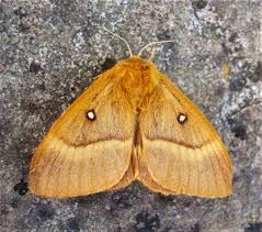 Attēlu rezultāti vaicājumam “Lasiocampa quercus”