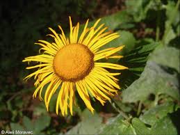 Image result for Telekia speciosa