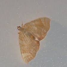 Attēlu rezultāti vaicājumam “Eulithis sp.”