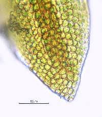Attēlu rezultāti vaicājumam “Didymodon tophaceus”