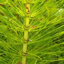 Attēlu rezultāti vaicājumam “Equisetum telmateia”