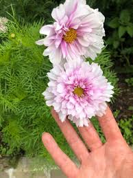 Image result for Cosmos bipinnatus `Double Click`