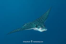 Image result for Aetobatus ocellatus