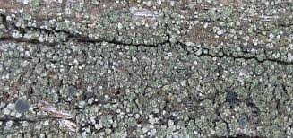 Attēlu rezultāti vaicājumam “Trapeliopsis flexuosa”