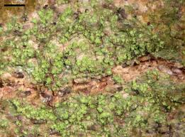 Attēlu rezultāti vaicājumam “Thelopsis rubella”