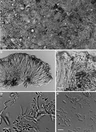 Attēlu rezultāti vaicājumam “Fellhanera subtilis”