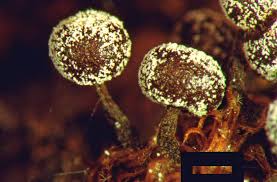 Attēlu rezultāti vaicājumam “Didymium melanospermum spores”