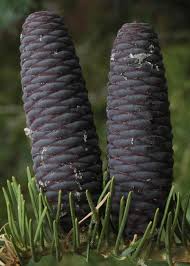 Attēlu rezultāti vaicājumam “Abies concolor”