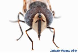 Attēlu rezultāti vaicājumam “Syrphidae”