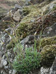 Attēlu rezultāti vaicājumam “Arabis hirsuta fruit”