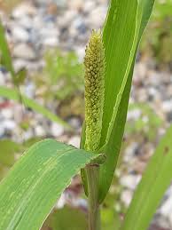 Attēlu rezultāti vaicājumam “Setaria italica”