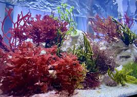 Attēlu rezultāti vaicājumam “Lycogala asperum macro”