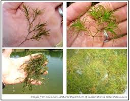 Attēlu rezultāti vaicājumam “Najas marina leaf”