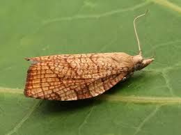 Attēlu rezultāti vaicājumam “Pandemis corylana”