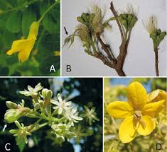 Attēlu rezultāti vaicājumam “Caragana arborescens flower”