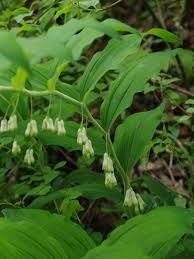 Attēlu rezultāti vaicājumam “Polygonatum multiflorum  leaf”