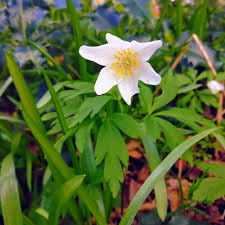Attēlu rezultāti vaicājumam “Anemone nemorosa flower”