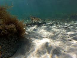 Image result for Platycephalus speculator