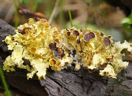 Attēlu rezultāti vaicājumam “Vulpicida pinastri”