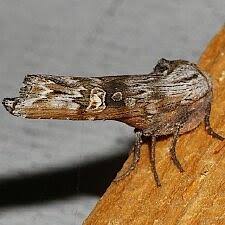 Attēlu rezultāti vaicājumam “Lithomoia solidaginis”