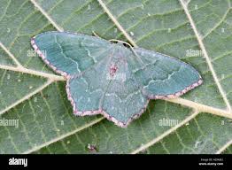 Attēlu rezultāti vaicājumam “Hemithea aestivaria”