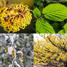 Attēlu rezultāti vaicājumam “Hamamelis virginiana”