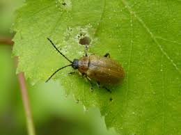 Attēlu rezultāti vaicājumam “Lochmaea caprea”