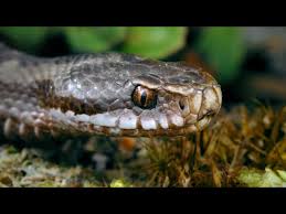 Attēlu rezultāti vaicājumam “Vipera berus”