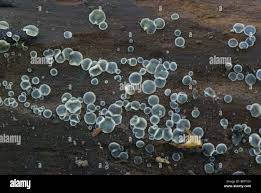 Attēlu rezultāti vaicājumam “Mollisia cinerea”