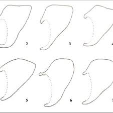 Attēlu rezultāti vaicājumam “Pontia edusa upperside”