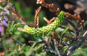 Attēlu rezultāti vaicājumam “Anarta myrtilli larva”