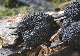 Attēlu rezultāti vaicājumam “Symphytocarpus impexus”