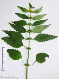 Attēlu rezultāti vaicājumam “Lamiastrum galeobdolon leaf”