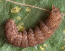 Attēlu rezultāti vaicājumam “Lacanobia suasa”