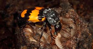 Attēlu rezultāti vaicājumam “Nicrophorus vespillo”