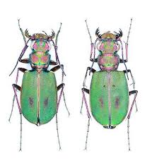 Attēlu rezultāti vaicājumam “Cicindela campestris”