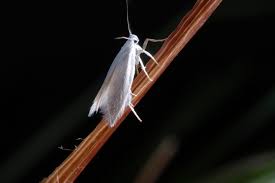 Attēlu rezultāti vaicājumam “Elachista argentella”