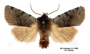 Attēlu rezultāti vaicājumam “Cerastis rubricosa”