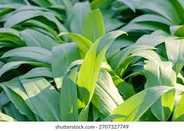 Attēlu rezultāti vaicājumam “Allium ursinum leaf”