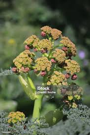 Attēlu rezultāti vaicājumam “Rheum rhabarbarum flower”
