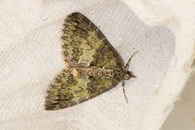 Attēlu rezultāti vaicājumam “Hydriomena impluviata”