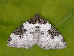 Attēlu rezultāti vaicājumam “Xanthorhoe quadrifasiata”