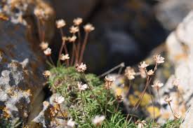 Attēlu rezultāti vaicājumam “Anthyllis maritima leaf”