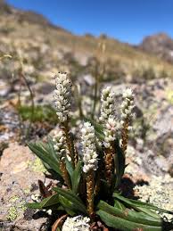 Attēlu rezultāti vaicājumam “Bistorta vivipara flower”