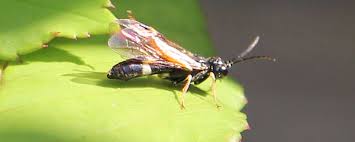 Attēlu rezultāti vaicājumam “Allantus cinctus”