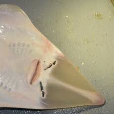 Image result for Glaucostegus cemiculus